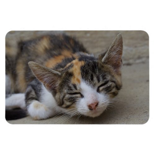 Sleeping Calico Kitten Magnet
