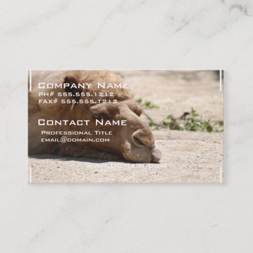 Sleeping Camel Business Card Templates