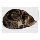 Sleeping Cat (Front Horizontal)