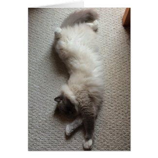 Sleeping Cat, card