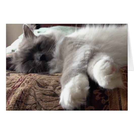 Sleeping Cat, card (Front Horizontal)