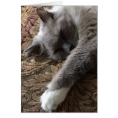 Sleeping Cat, card (Front)