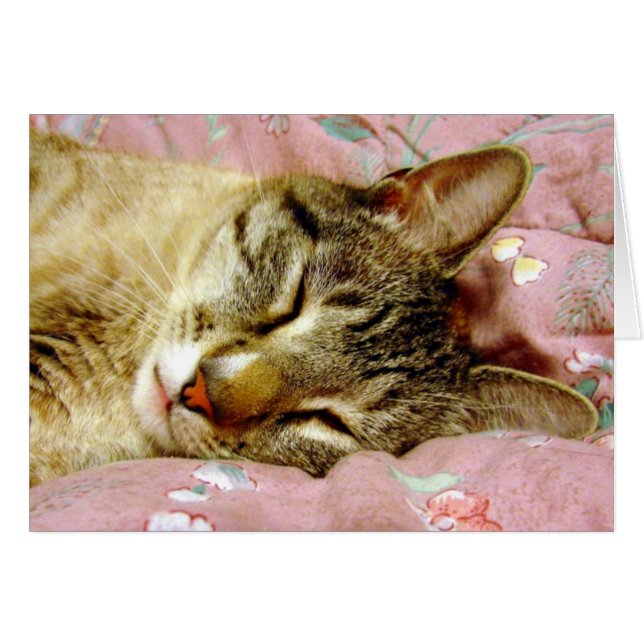 Sleeping Cat Cards (Front Horizontal)