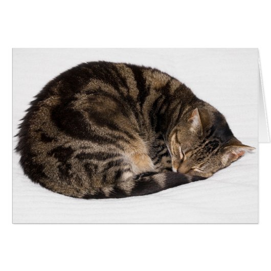 Sleeping Cat Cards (Front Horizontal)