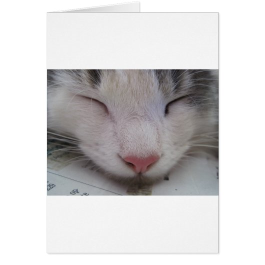 Sleeping Cat Cards (Front)