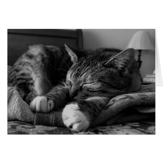 Sleeping Cat Cards (Front Horizontal)