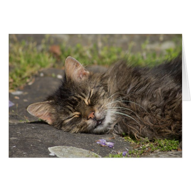 Sleeping Cat Cards (Front Horizontal)