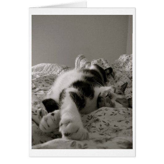Sleeping Cat Cards (Front)