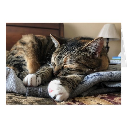 Sleeping Cat Cards (Front Horizontal)