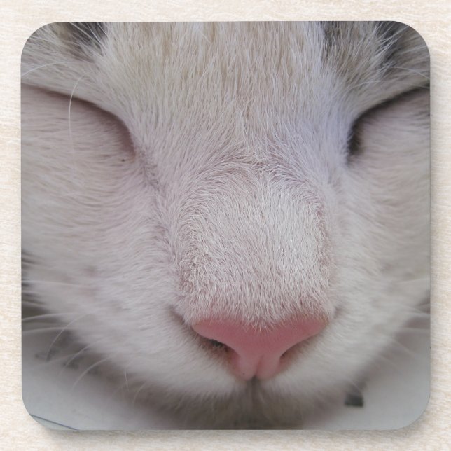 Sleeping Cat Drink Coaster (Front)