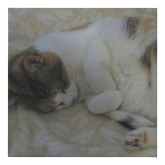 Sleeping Cat Faux Canvas Print