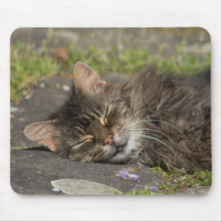 Sleeping Cat Mouse Pad