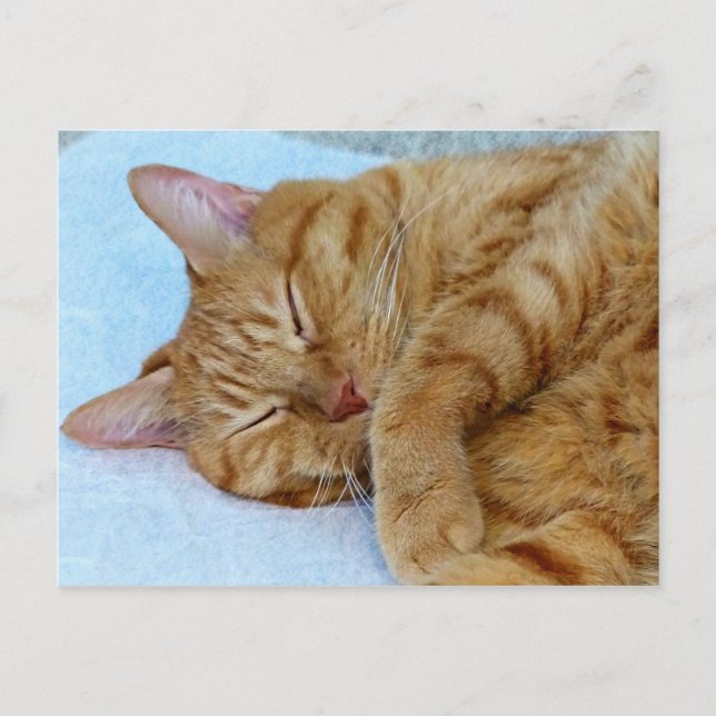 Sleeping Cat Postcard (Front)