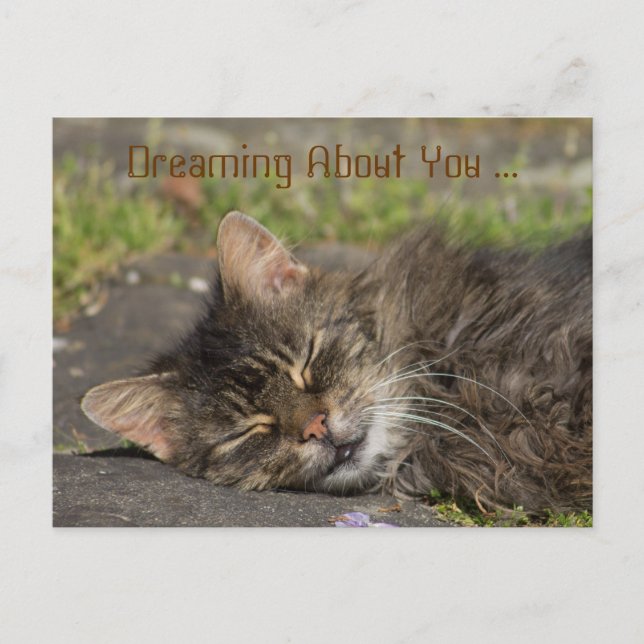 Sleeping Cat Postcard (Front)