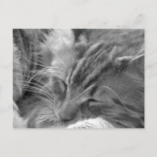 sleeping cat postcard