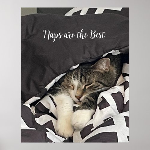 Sleeping Cat Poster