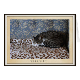 Sleeping Cat - Serenity Cards