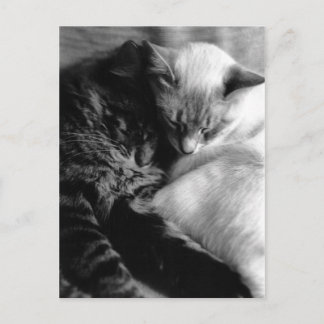 Sleeping Cats Postcards