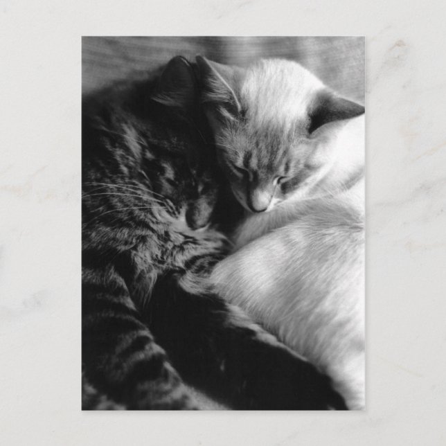 Sleeping Cats Postcards (Front)
