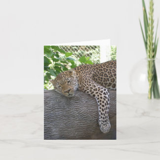 Sleeping Cheetah Card