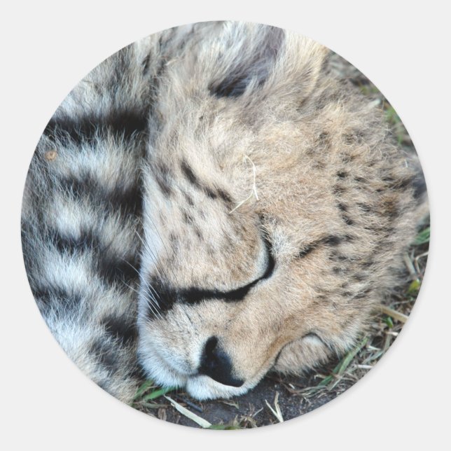 Sleeping Cheetah Cub Photo Classic Round Sticker (Front)