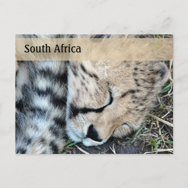 Sleeping Cheetah Cub Photo Postcard (Front)