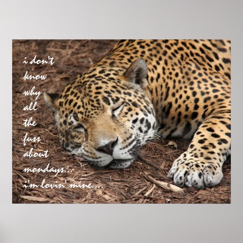 Sleeping Cheetah why all the fuss about Monday Poster