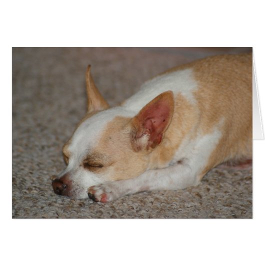 Sleeping Chihuahua Cards (Front Horizontal)