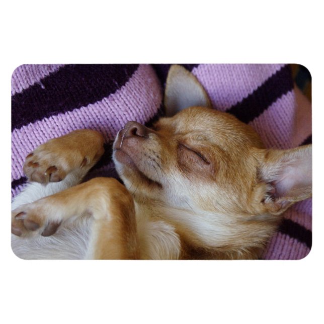 Sleeping Chihuahua Magnet (Horizontal)