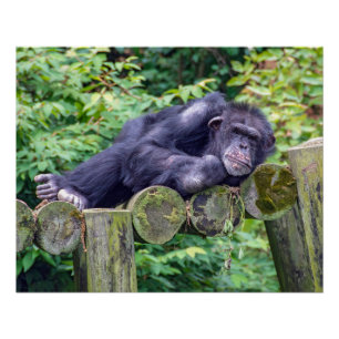 Sleeping Chimpanzee on a Log Platform Poster