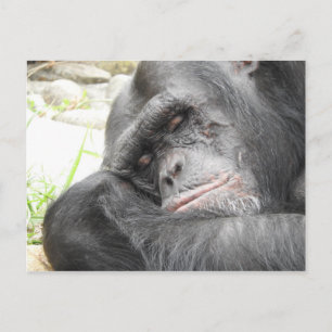 Sleeping Chimpanzee Postcard
