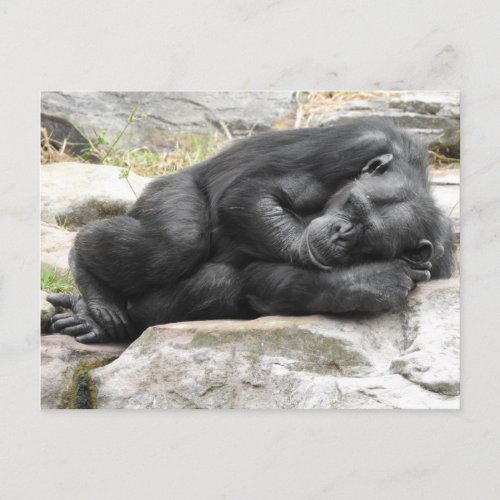 Sleeping Chimpanzee Postcard