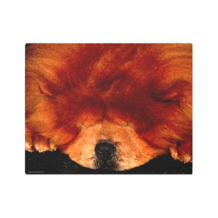 Sleeping Chow Chow 14x11 (35x27.5cm) wamecnm Metal Print