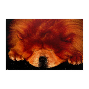Sleeping Chow Chow 36x24 (90x60cm) waacna Acrylic Print
