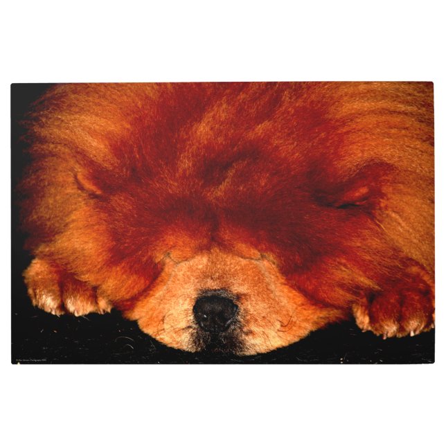 Sleeping Chow Chow 36x24 (90x60cm) wamecna Metal Print (Front)