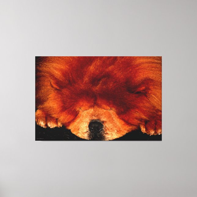 Sleeping Chow Chow 60x40 (150x100cm) wacm Canvas Print (Front)