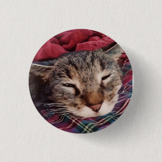 Sleeping christmas cat tabby plaid flannel red button