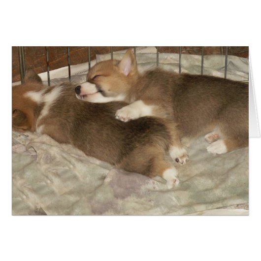 Sleeping Corgis Cards (Front Horizontal)