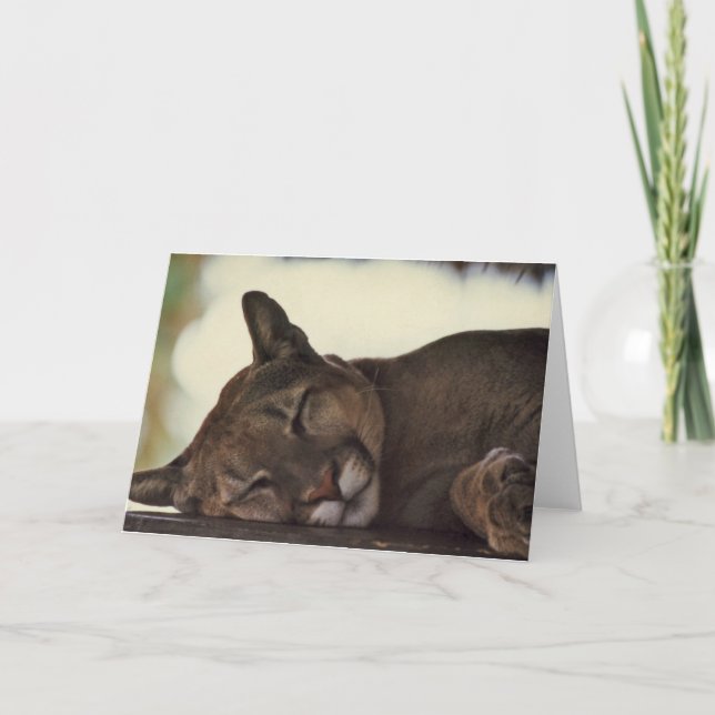 "Sleeping Couger" Wildlife Photo Greeting Card (Front)
