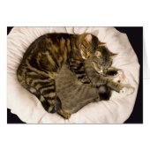 Sleeping cuddling cats (Front Horizontal)