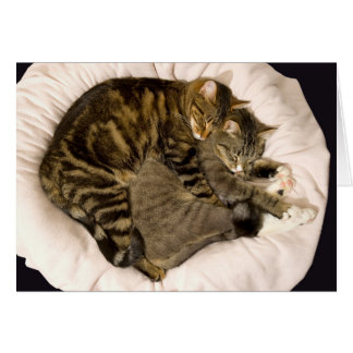 Sleeping cuddling cats cards