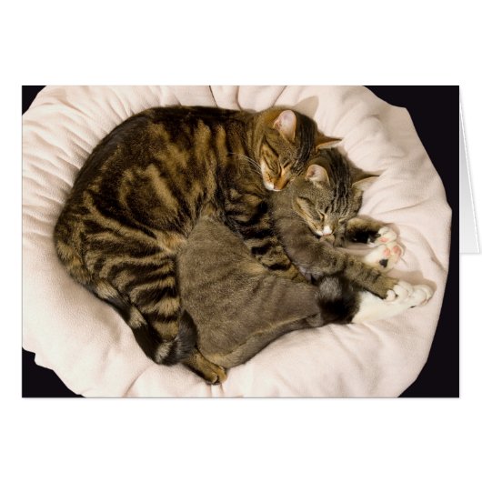 Sleeping cuddling cats cards (Front Horizontal)