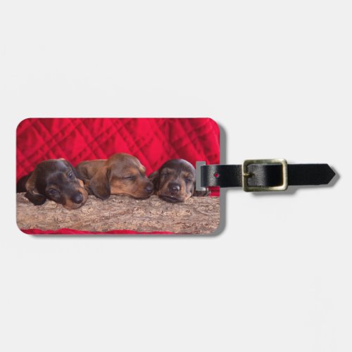 Sleeping Dachsund Puppies Luggage Tag