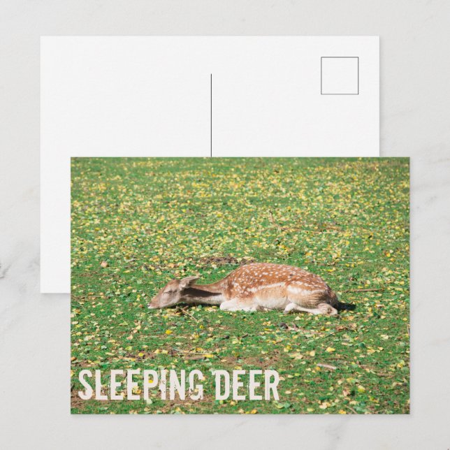 Sleeping Deer in hibernation in autumn on meadow Holiday Postcard (Front/Back)