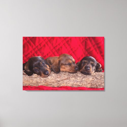 Sleeping Doxen Puppies Canvas Print