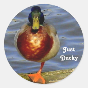 Sleeping Duck Classic Round Sticker