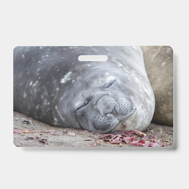 Sleeping elephant seal badge (Front)