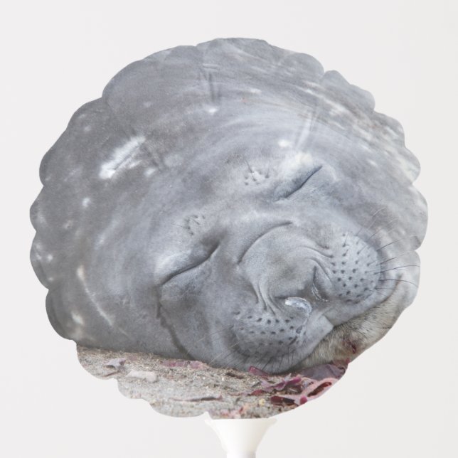 Sleeping elephant seal balloon (Front)