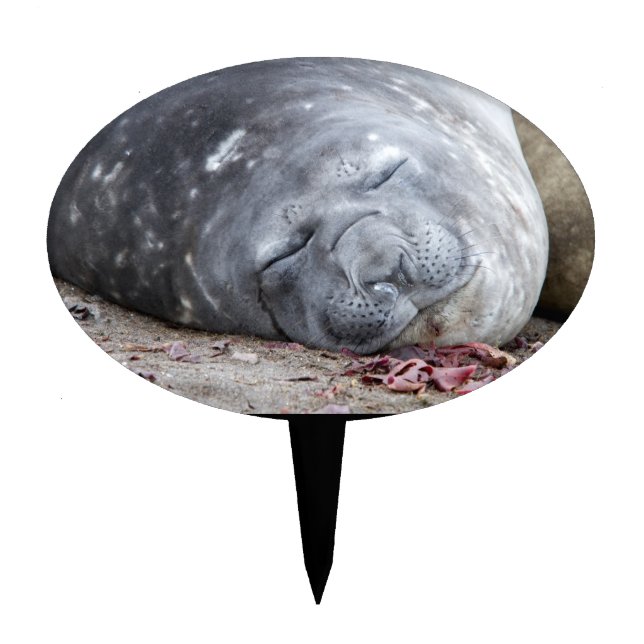 Sleeping elephant seal cake topper (Front)