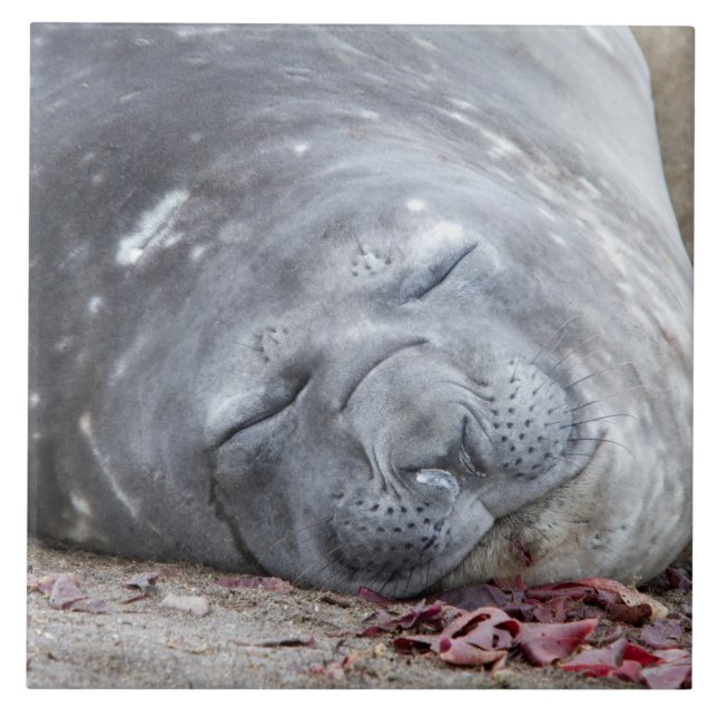 Sleeping elephant seal ceramic tile (Front)
